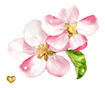 Apple Blossom By Vafiehya Dak352q